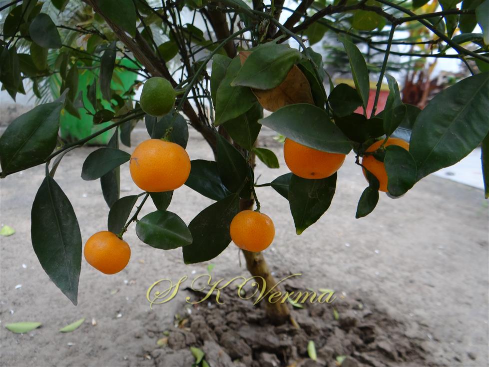  Fruits